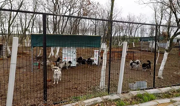 Edirne'de sokak hayvanları için 72 dönümlük 'doğal yaşam alanı' oluşturuluyor