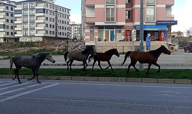 Kırklareli Sokaklarında Başıboş At Sorunu, Sürücüler ve Vatandaşlar Şikayetçi