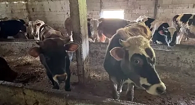 Kırklareli Vize'de Kaçak Hayvan Operasyonu: 12 Büyükbaş Hayvana El Konuldu