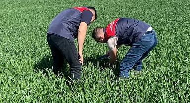 Pınarhisar'da Süne Kıymetlendirme Surveyi Başladı