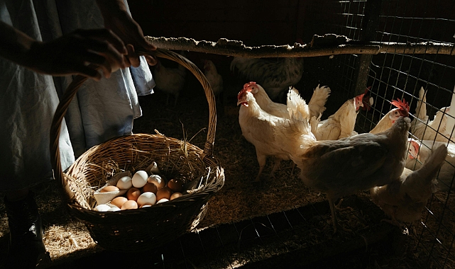 Tavuk Eti ve Tavuk Yumurtası Üretiminde Şubat 2025 Verileri: Üretimde Değişim