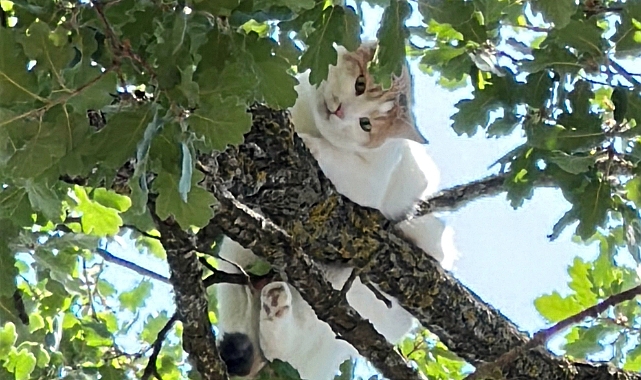 Ağaçta mahsur kalan kedi için vali devreye girdi; 18 saat sonra kurtarıldı