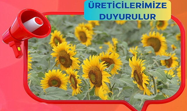 Çiftçilere Kritik Hatırlatma: Ayçiçeği Ürünü Sigortası İçin Son Gün Bugün!