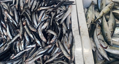 Hamsi Tezgahlarda Yerini Aldı: Fiyatı 150 TL