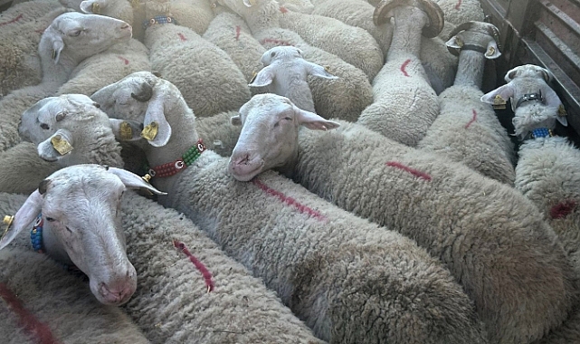 Şap Hastalığına Karşı Kırklareli'nde Kararlı Mücadele