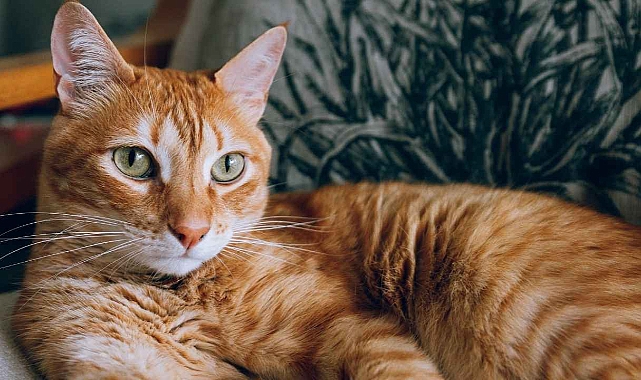 Dünyada kaç kedi yaşıyor: Bilim insanları hesapladı