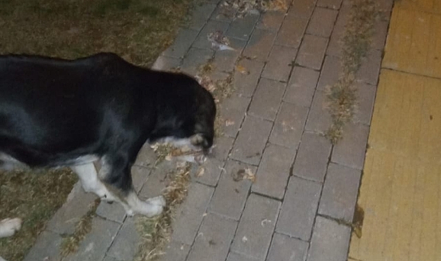 Soğuk Havalarda Sokak Hayvanları İçin Dayanışma Artıyor