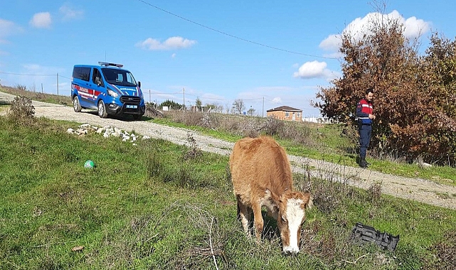 Tekirdağ'a kaçak getirilen 9 büyükbaş hayvan kesime gönderildi