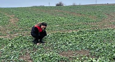 Kırklareli İl Tarım ve Orman Müdürlüğü'nden  Kanola İncelemesi