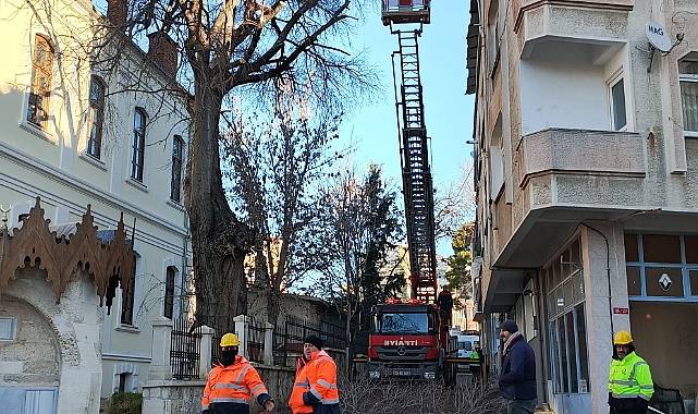 Kırklareli'nde Ara Sokaklarda Ağaç Budama Çalışmaları
