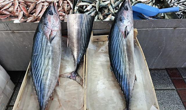 Kırklareli'nde Palamut Fiyatı Cep Yaktı
