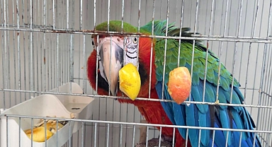 Edirne'de yurda sokulmak istenen 3 macaw papağanı ele geçirildi