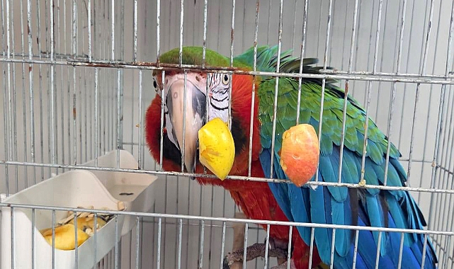 Edirne'de yurda sokulmak istenen 3 macaw papağanı ele geçirildi