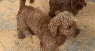 Lalapaşa'da Kaçak Köpek Çiftliğine Operasyon
