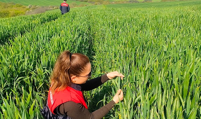 Pehlivanköy'de Süneyle Mücadele Başladı