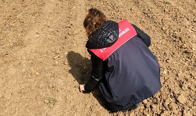 Pehlivanköy'de Ayçiçeği Sahalarında Teknik Kontroller Yapıldı