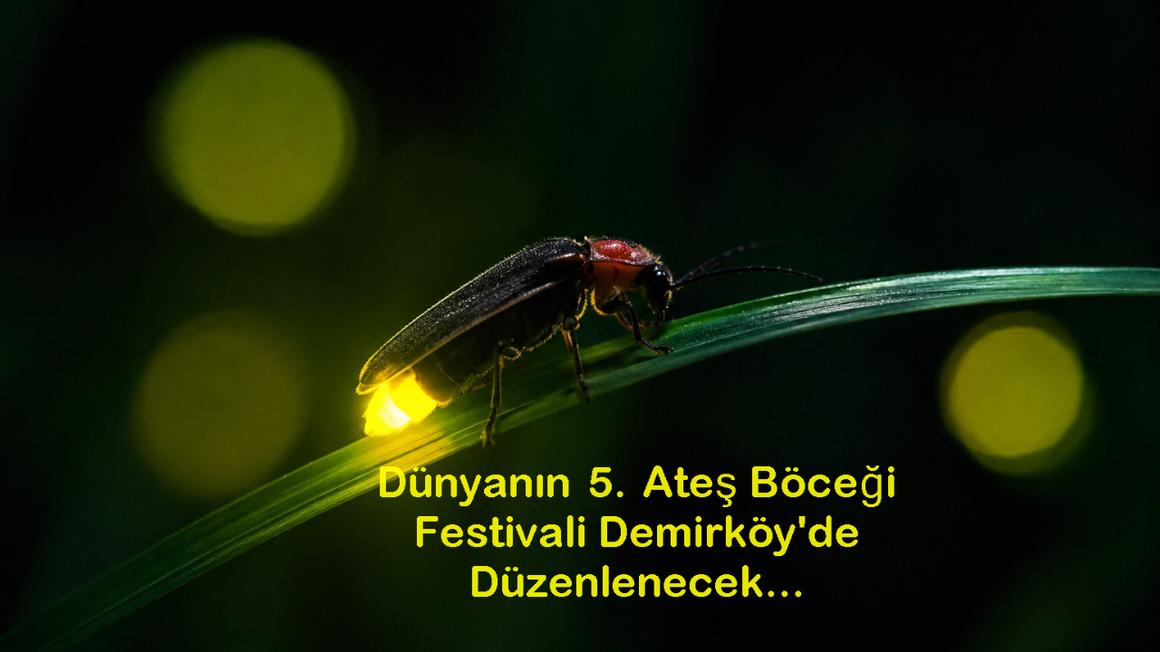 Ateş Böceği Festivali Türkiye’de İlk Kez Düzenleniyor