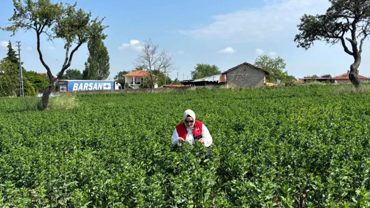 Babaeski’de Aspir Tohumu İçin Saha Çalışmaları