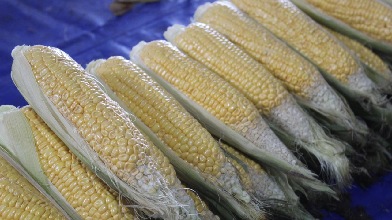 Kırklareli Pazarlarında Mısır Mesaisi Başladı