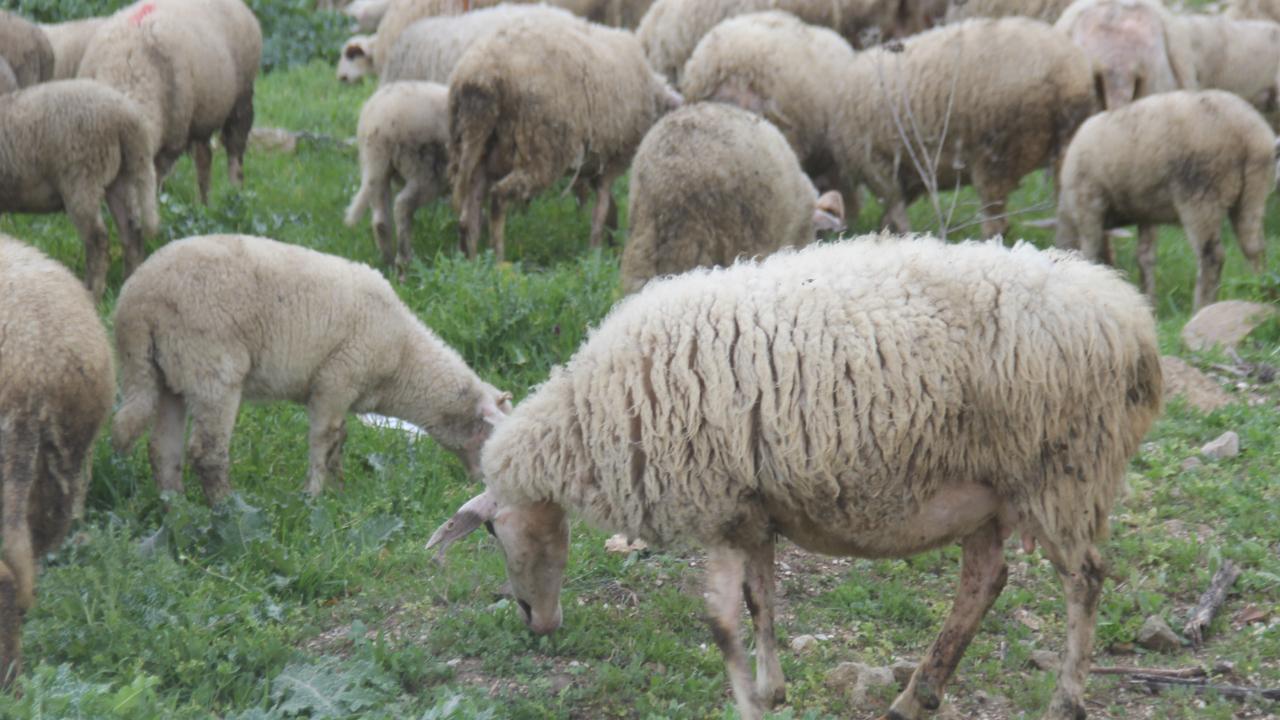 Koyun ve Keçi Yetiştiricisine Büyük Destek