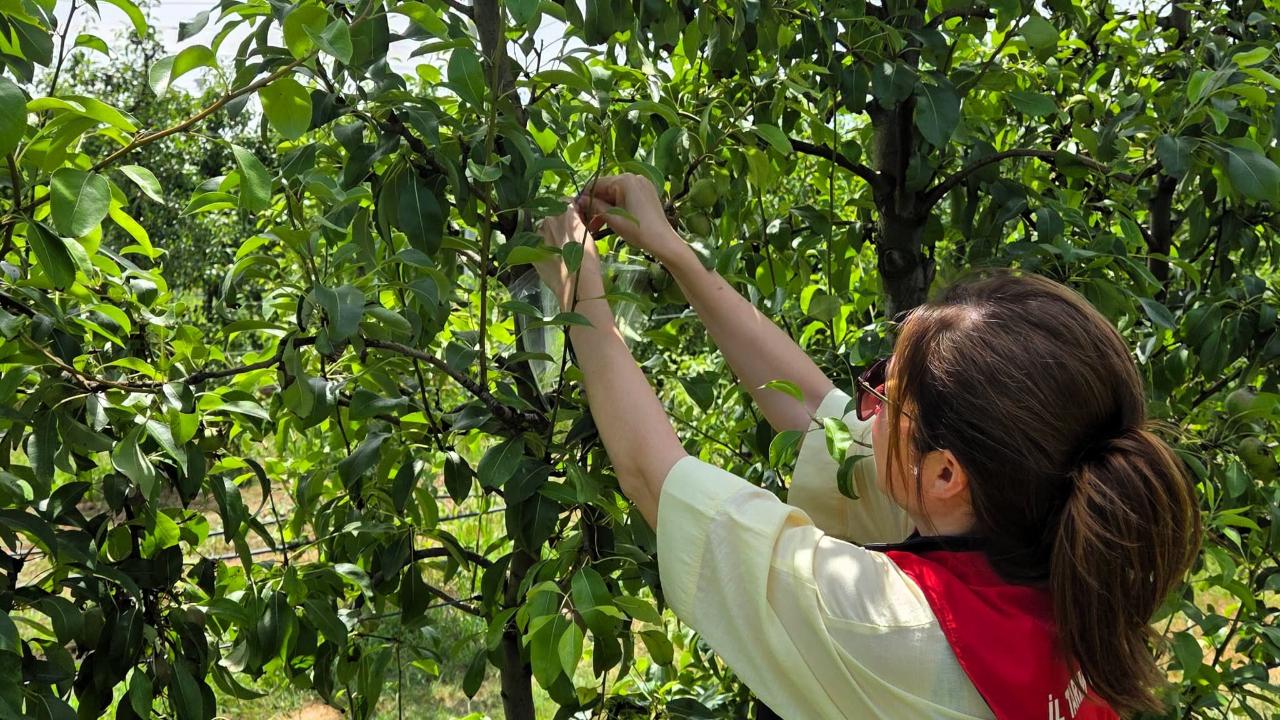 Lüleburgaz’da Kahverengi Kokarca İçin Sahada Önlem