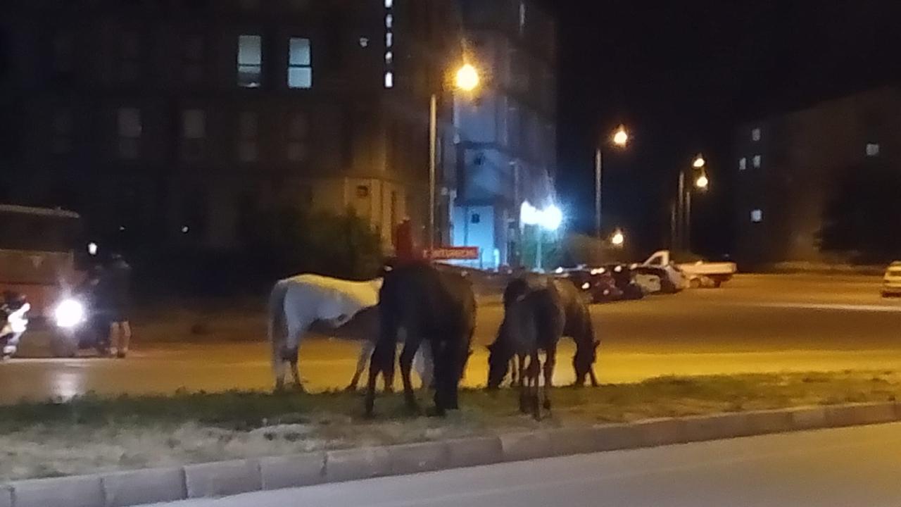 Sürücüler Başıboş Atlardan Şikayetçi