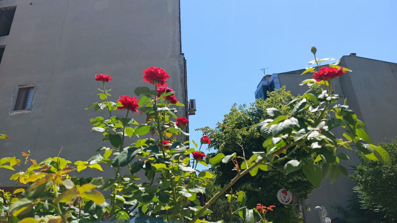 Yazın Habercisi Güller Kırklareli'nde Açtı