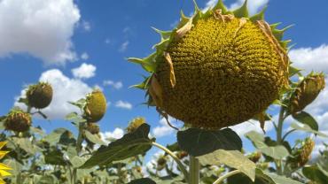 Ayçiçeğinde Olgunlaşma Başladı, Hasat Yakın
