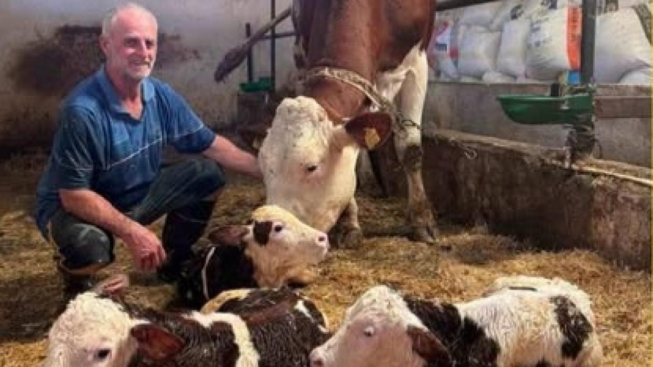 Babaeski’de Hayvancıları Şaşırtan Üçüz Buzağı