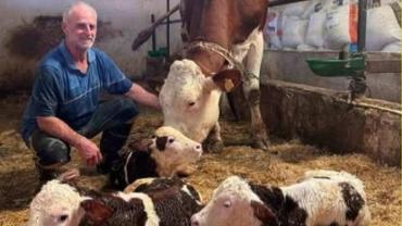 Babaeski’de Hayvancıları Şaşırtan Üçüz Buzağı
