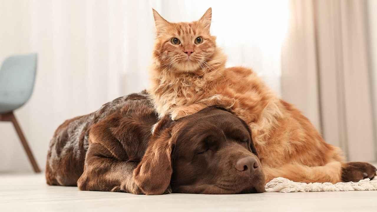 Kedilerle köpeklerin dostluk sırrı çözüldü
