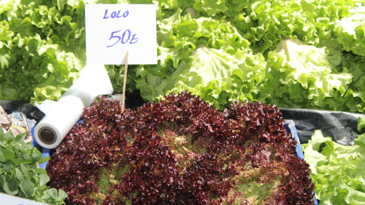 Kırklareli Pazarlarında Lolo Marul Ucuzladı
