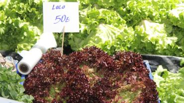 Kırklareli Pazarlarında Lolo Marul Ucuzladı