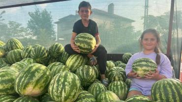 Tarladan Sofraya İlk Üsküpdere Karpuzları