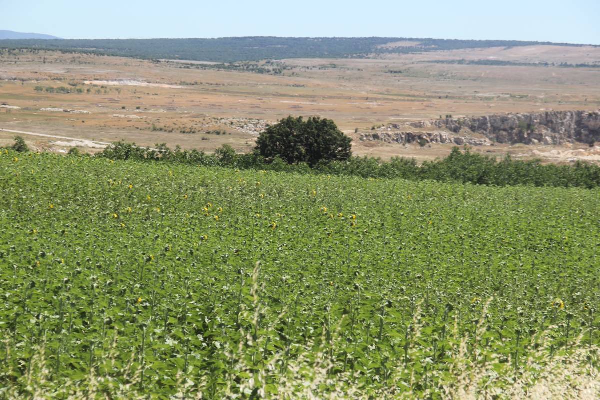 Kırklareli’nin Sarı Gelini Hasada Kadar Göz Kamaştıracak