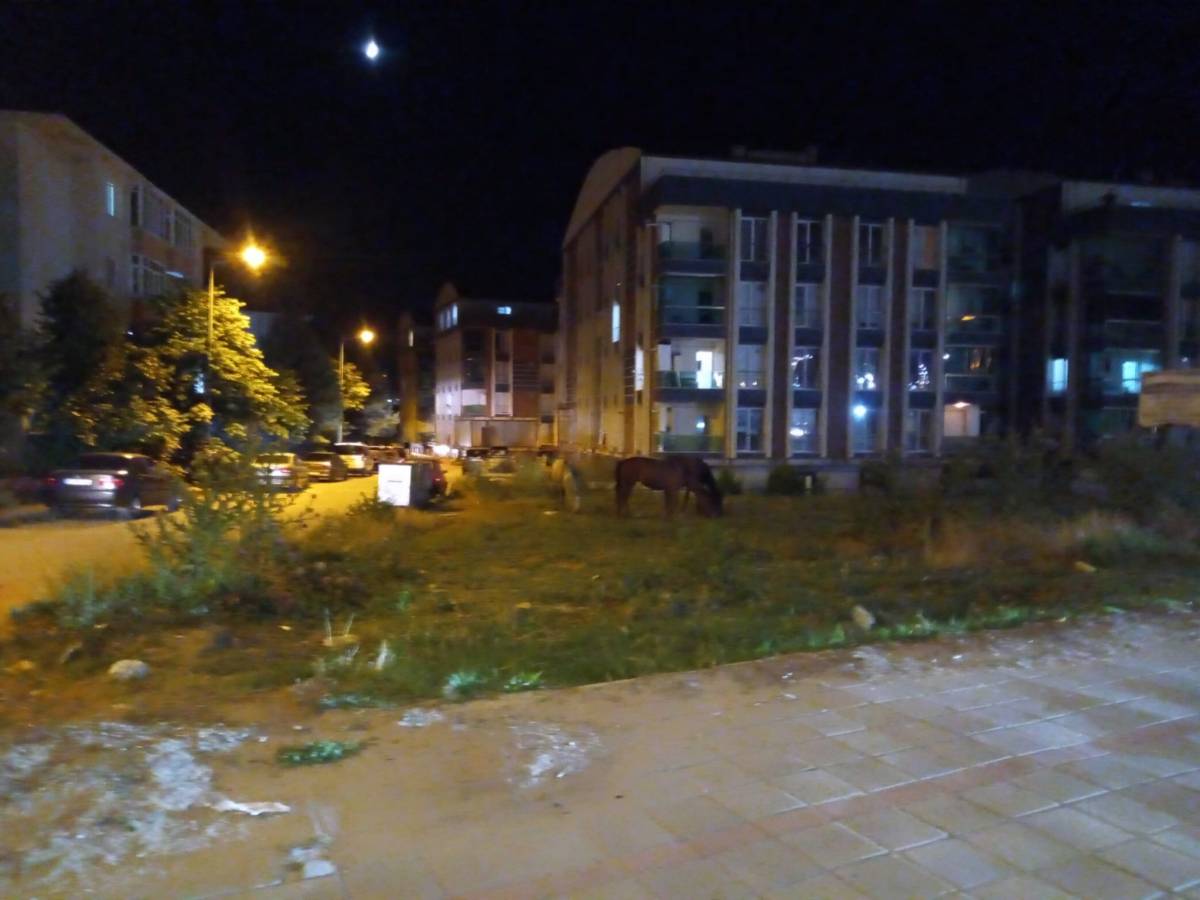 Sürücüler Başıboş Atlardan Şikayetçi