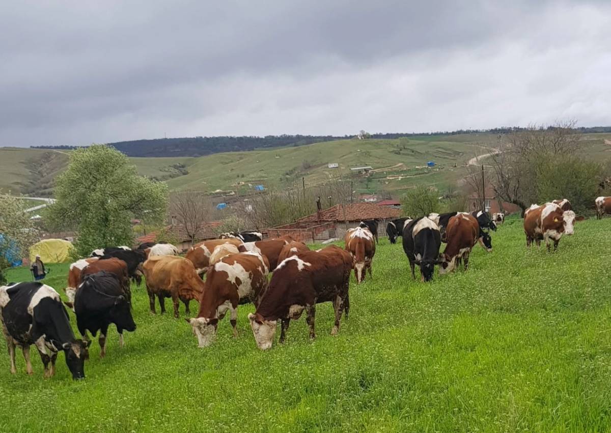 Hayvan Yetiştiricilerine Rahat Nefes Aldıracak Adım