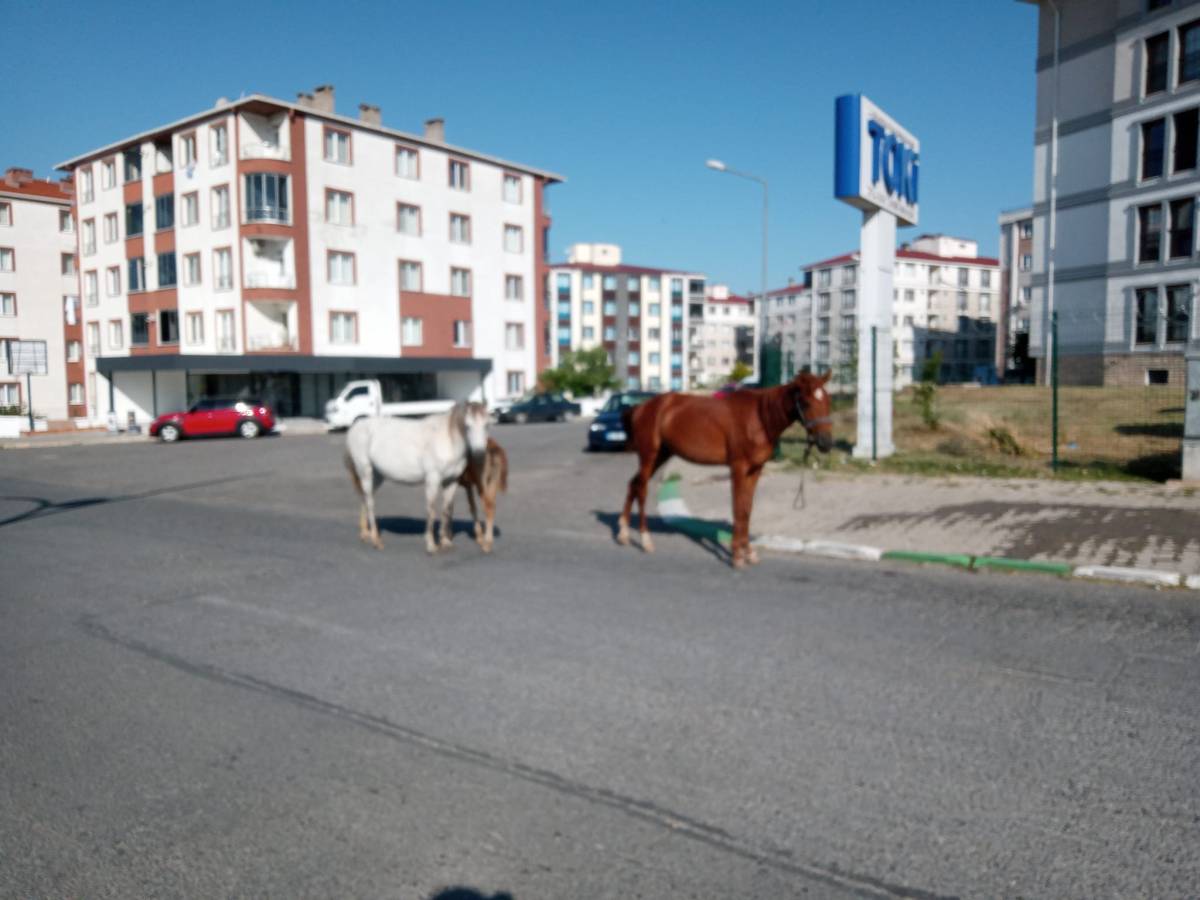 42 Derecede Atlar Su Arayışına Çıktı