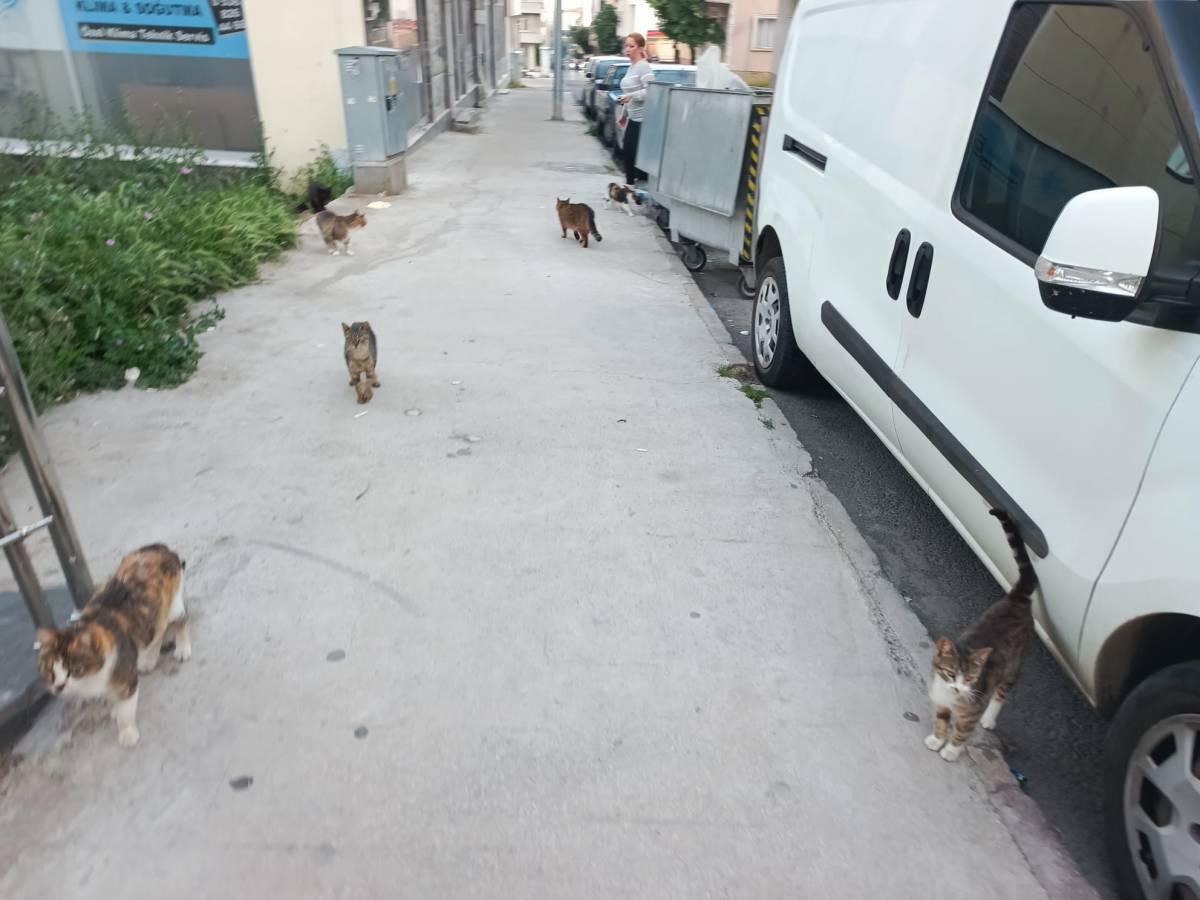Artan Sıcaklıklar Sokak Hayvanlarını Zorluyor