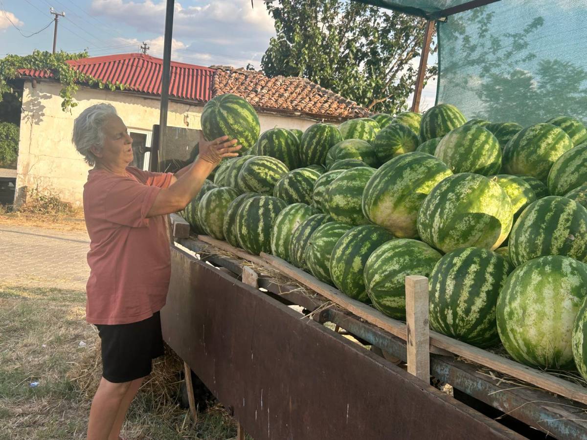 Tarladan Sofraya İlk Üsküpdere Karpuzları